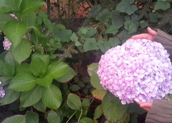 Casa 3 Aguias 4* אבאירו